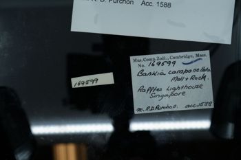 Media type: image;   Malacology 169599 Description: Digital documentation photo of preserved specimen.;